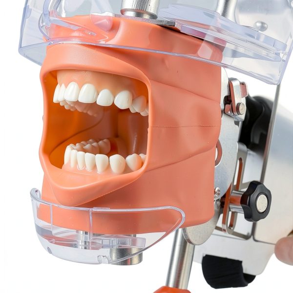 Tankredrug Dental Typodont Manikin 1:1 High Fidelity Simulation Head-6