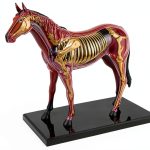 4D Horse Anatomy Model SORECI Skeleton Specimen 26-Part Detachable-0