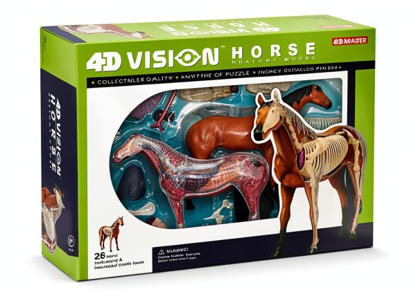4D Horse Anatomy Model SORECI Skeleton Specimen 26-Part Detachable-6