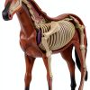 4D Horse Anatomy Model SORECI Skeleton Specimen 26-Part Detachable-1