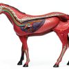 4D Horse Anatomy Model SORECI Skeleton Specimen 26-Part Detachable-2