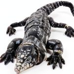 3D Printed Realistic Tegu Replica by Lukes Lizards White Model Animal-0