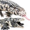 3D Printed Realistic Tegu Replica by Lukes Lizards White Model Animal-3